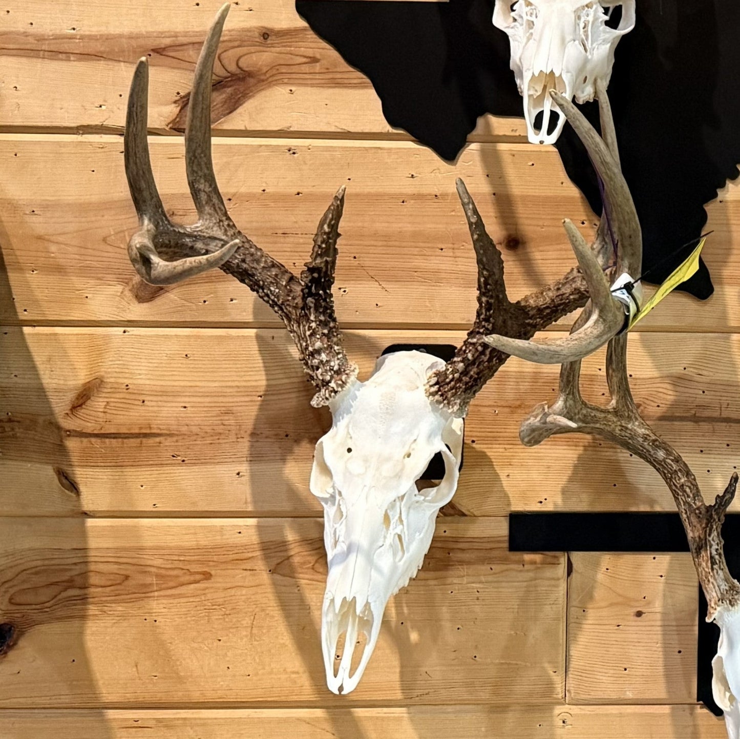 Basic Euro Mount Skull Hanger – Hand - Painted 14 - Gauge Steel - SRT Metalworks