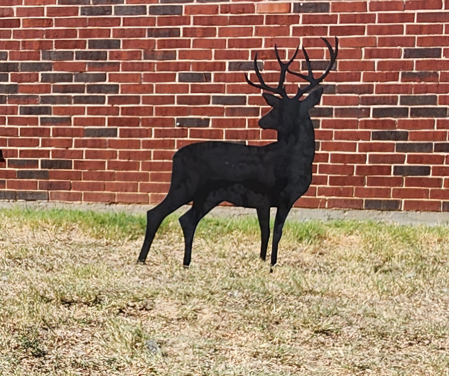 Standing Buck