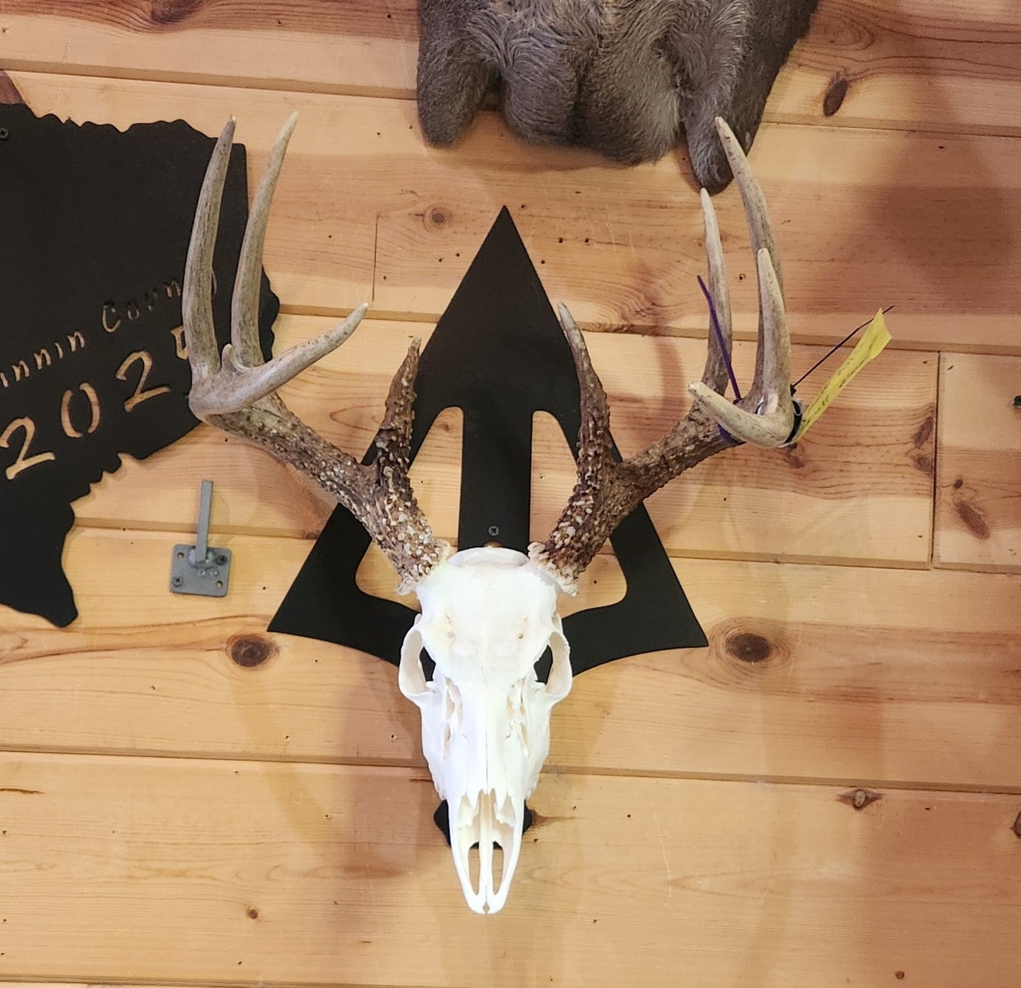 Broadhead Euro Mount Skull Hanger – Hand - Painted 14 - Gauge Steel - SRT Metalworks