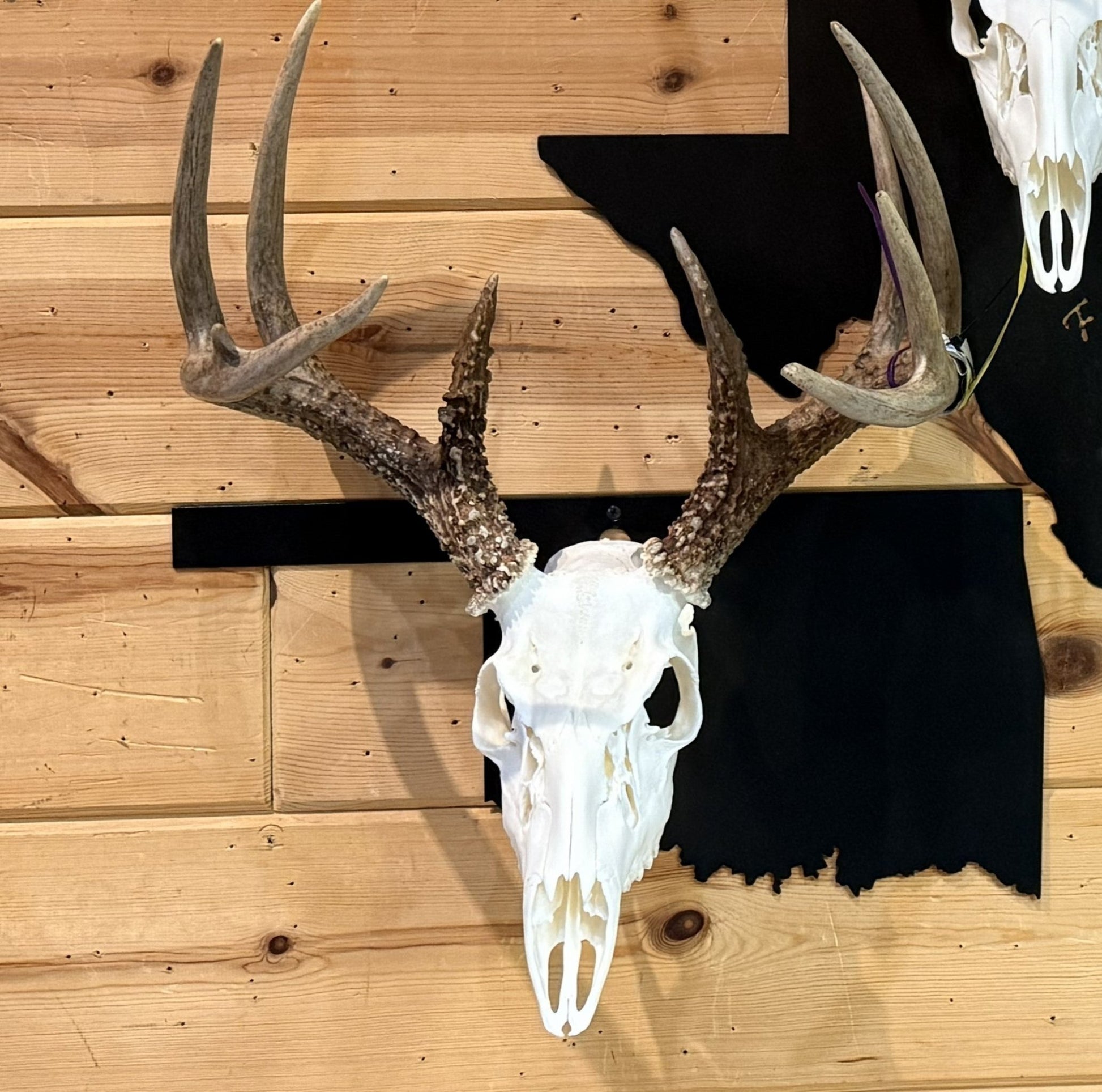 Oklahoma Euro Mount Skull Hanger – Hand - Painted 14 - Gauge Steel - SRT Metalworks